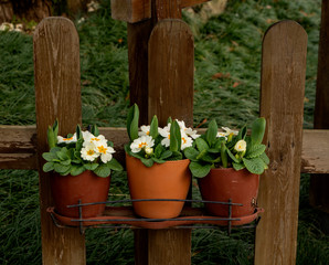 Flowers in pots