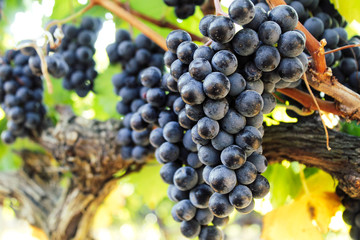 Close up of purple, ripe grapes on a growing on a vine in the wine lands of Cape Town