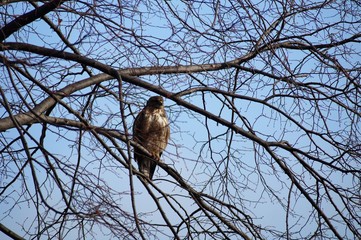 Falke sitzt auf Ast im Baum