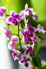 Obraz premium Orchid flower with a green background