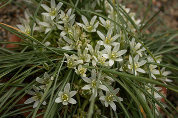 Obraz premium Ornithogalum Nivale – Narin Yildiz