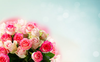 fresh rose flowers