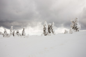 Beautiful landscapes and trees under snow