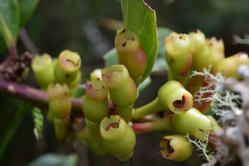 Unique Green and red flowers