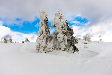 Beautiful landscapes and trees under snow