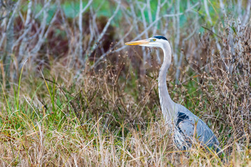 great blue heron in the marsh