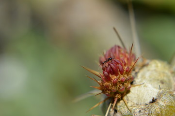 Red cactus flower, macro close-up