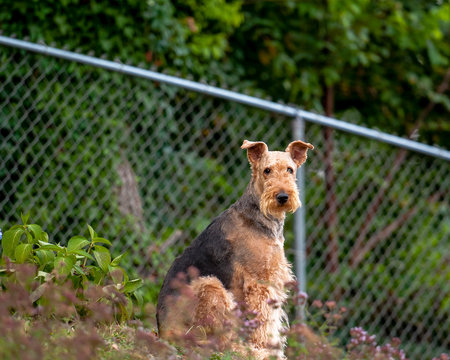 Airedale sitting
