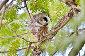 Northern Saw-whet Owl in the wild