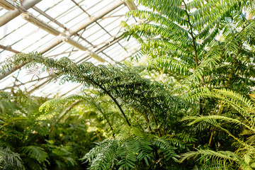 Various ferns, palms and tropical plants in greenhouse/ glasshouse with evergreen plants,...