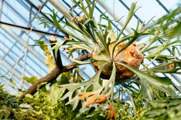 Close up photo of platycerium in greenhouse/ elkhorn fern, palms and tropical plants/ staghorn,...