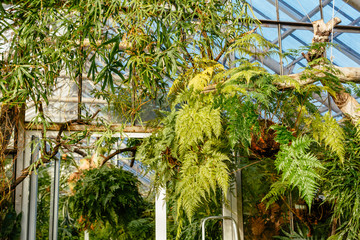Various ferns, palms and tropical plants in greenhouse/ glasshouse with evergreen exotic plants, spore-bearing and gymnosperm, indoor orangery, botanical garden, Matteuccia, sunny day, eco concept.
