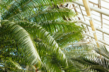 Fototapeta na wymiar Photo of various ferns, palms and tropical plants in greenhouse/ glasshouse with evergreen plants, spore-bearing and gymnosperm, indoor orangery, botanical garden, sunny day, ecology concept.