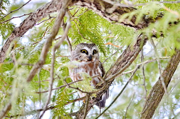 Northern Saw-whet Owl in the wild
