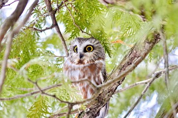 Northern Saw-whet Owl in the wild