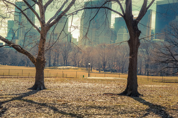The trees of the Central Park.