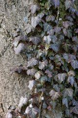 Efeuranken, Baumstamm