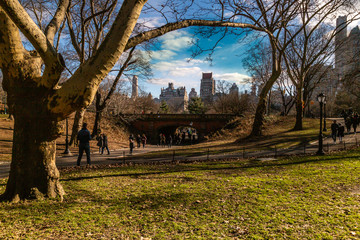 The tress at the Central Park in New York.