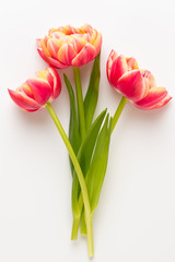 Spring flowers, tulips on pastel colors background. Retro vintage style.