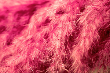 Living coral feather abstract background. Studio macro shoot.
