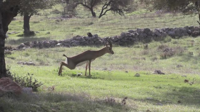 Mountain Gazelle peeing in the nature
