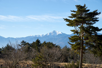 松の木越しの甲斐駒ケ岳