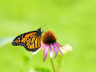 Fototapeta na wymiar Monarch orange butterfly on purple cone flower