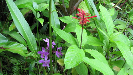 Fauna of Australia Gold Coast