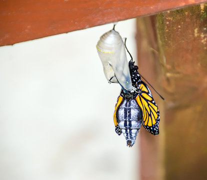 Monarch Butterfly Emerging From Chrysalis Cocoon