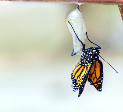 Monarch butterfly emerging from chrysalis cocoon