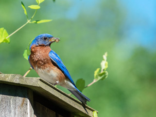 Blue bird with insect in beak 