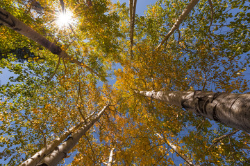 autumn in the park