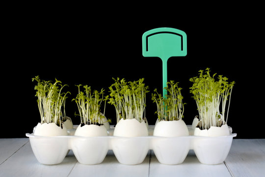 Green salad sprouts growing in the egg shells on the black background. Spring card