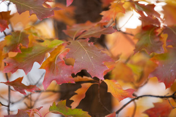 maple leaves in autumn