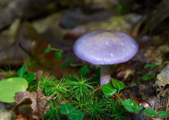 Pretty purple mushroom on forest floor with green ferns