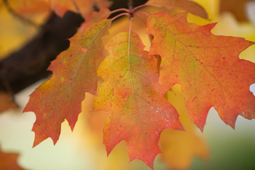 autumn leaves background