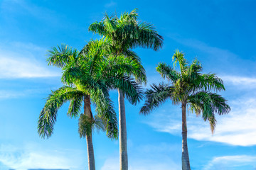 Three palm trees with blue sky