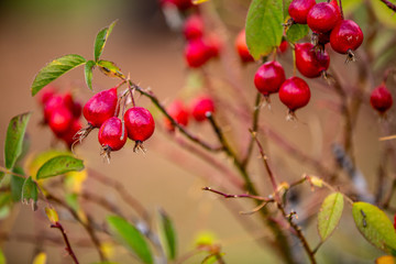 red berries on branch