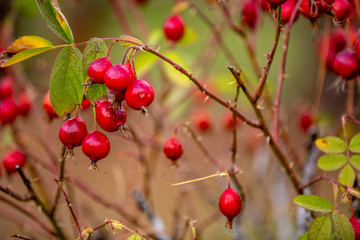 rosehip