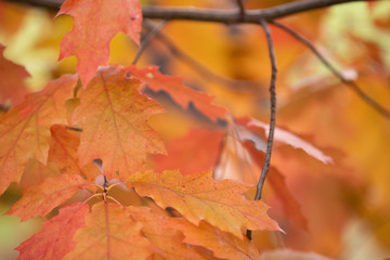 autumn leaves on tree