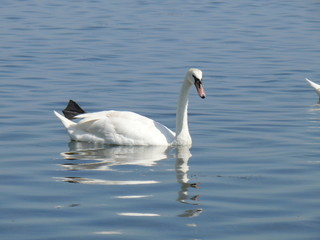 swan on the lake