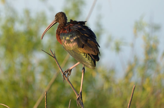 White Faced Ibis 