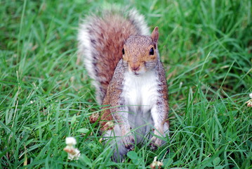 Squirrel looking for food