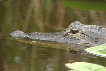 Alligator at Everglades National Park in Florida