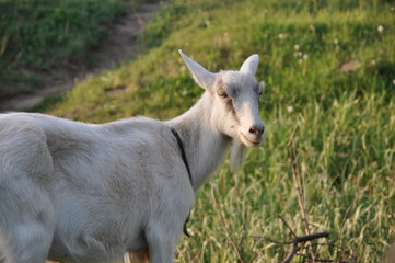 white goat on a meadow