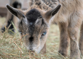 baby goat eating