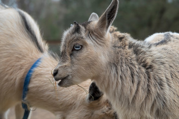 Baby goat