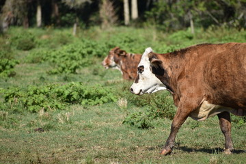 cow in field