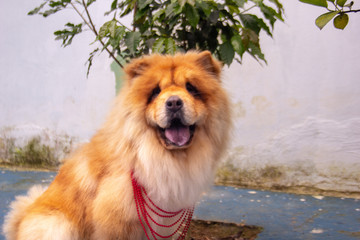 Obraz na płótnie Canvas puppy smiling, chow chow