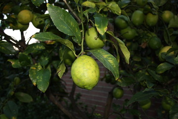 Lemon on a lemon tree
